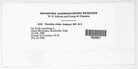 Puccinia violae image